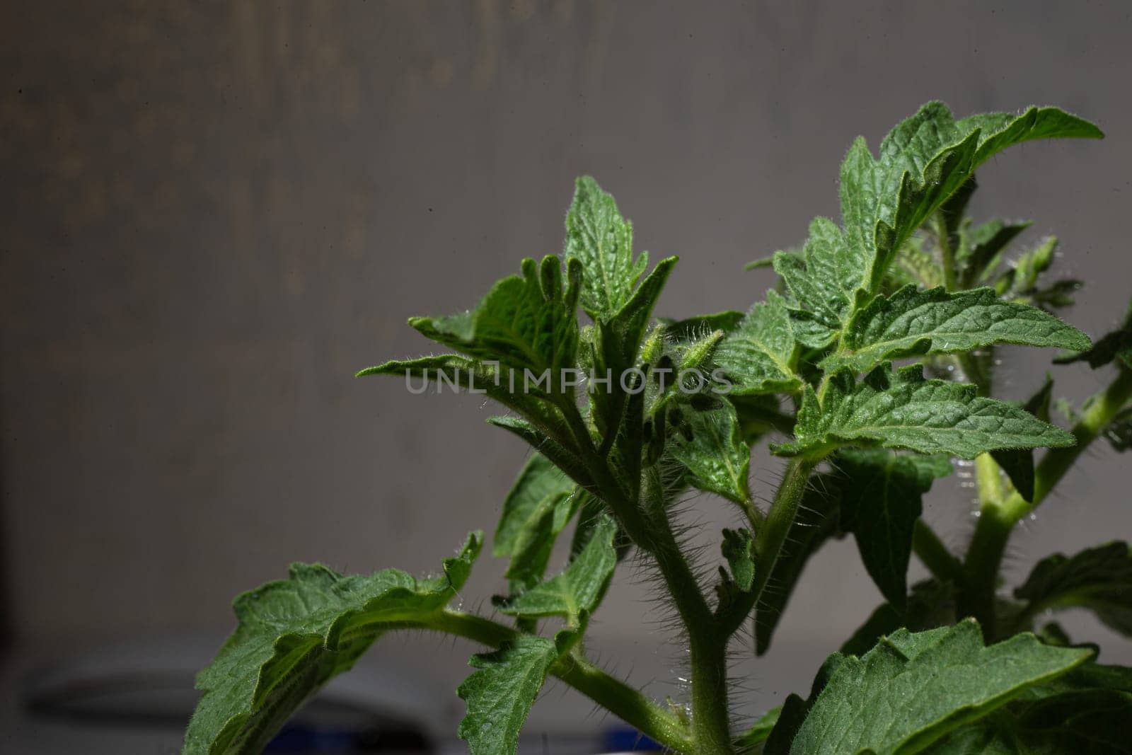 Lush tomato plant with vibrant green leaves and small buds, isolated on a white background. In focus with a shallow depth of field.