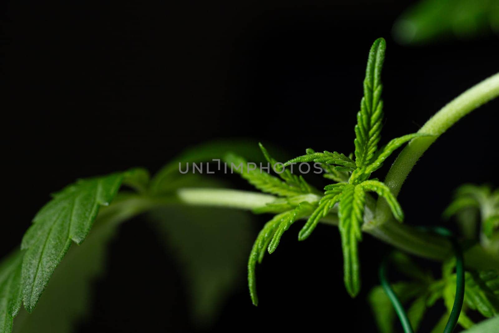 Close-up of a vibrant green cannabis leaf on a dark background. Ideal for cannabis-related projects with intricate details.