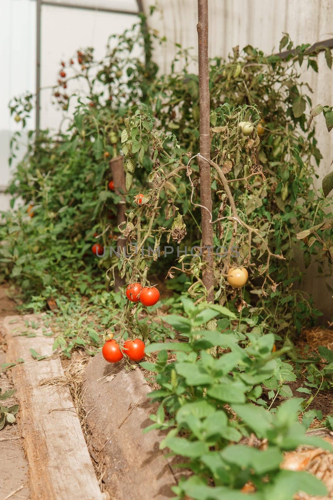 Tomatoes are hanging on a branch in the greenhouse. The concept of gardening and life in the country. A large greenhouse for growing homemade tomatoes. by Annu1tochka