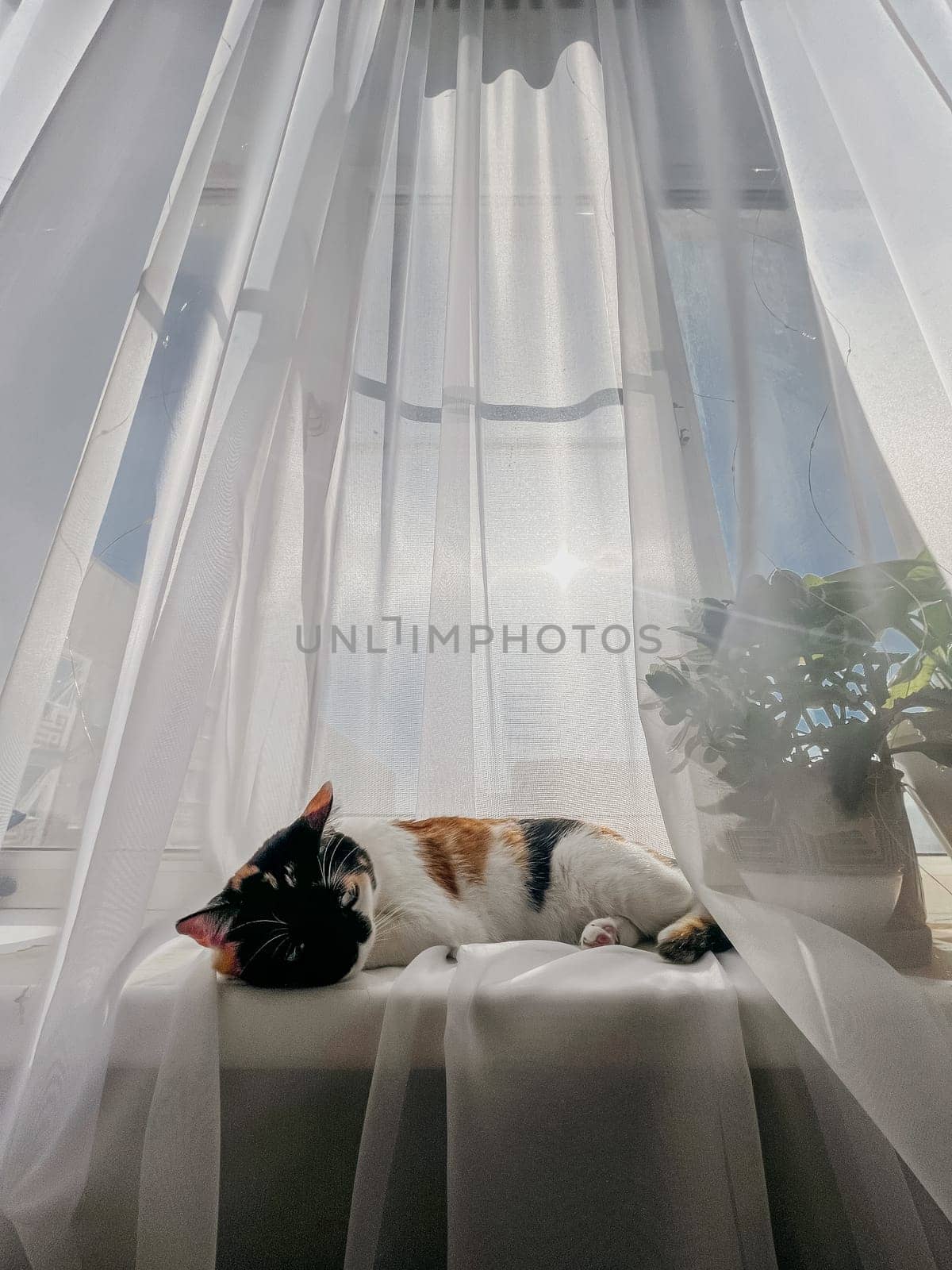 A calico cat rests on a windowsill with transparent curtains by Pukhovskiy