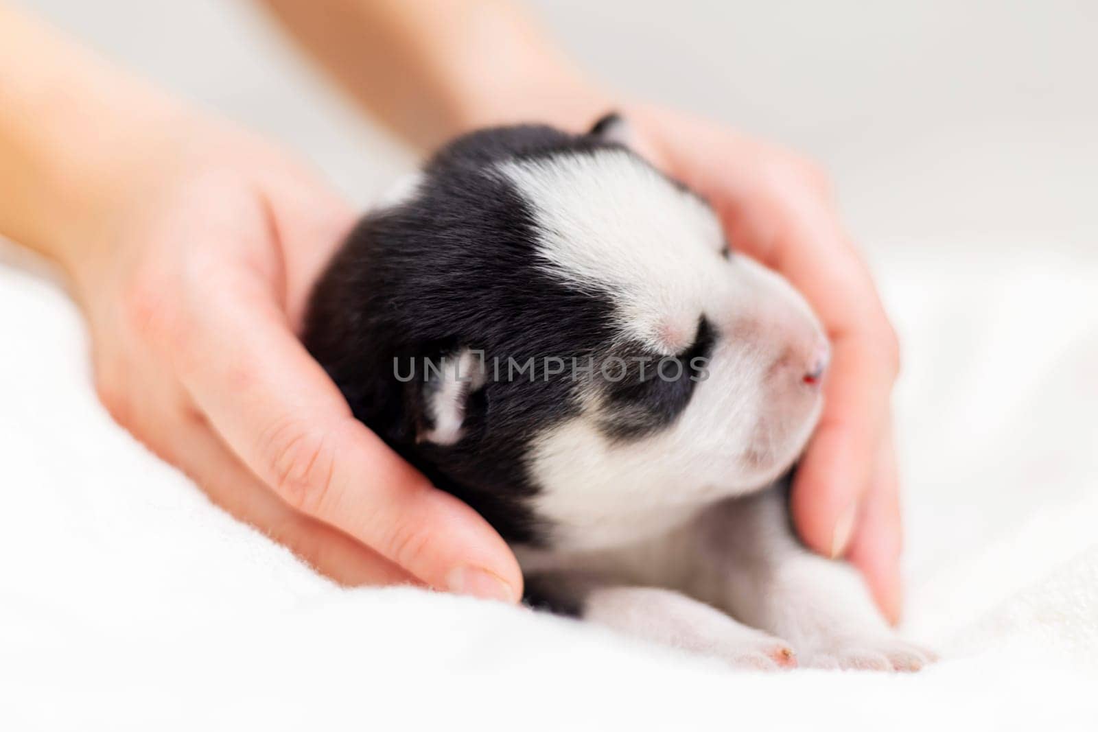 Newborn puppy held in human hands against a soft white blanket. Studio pet portrait.