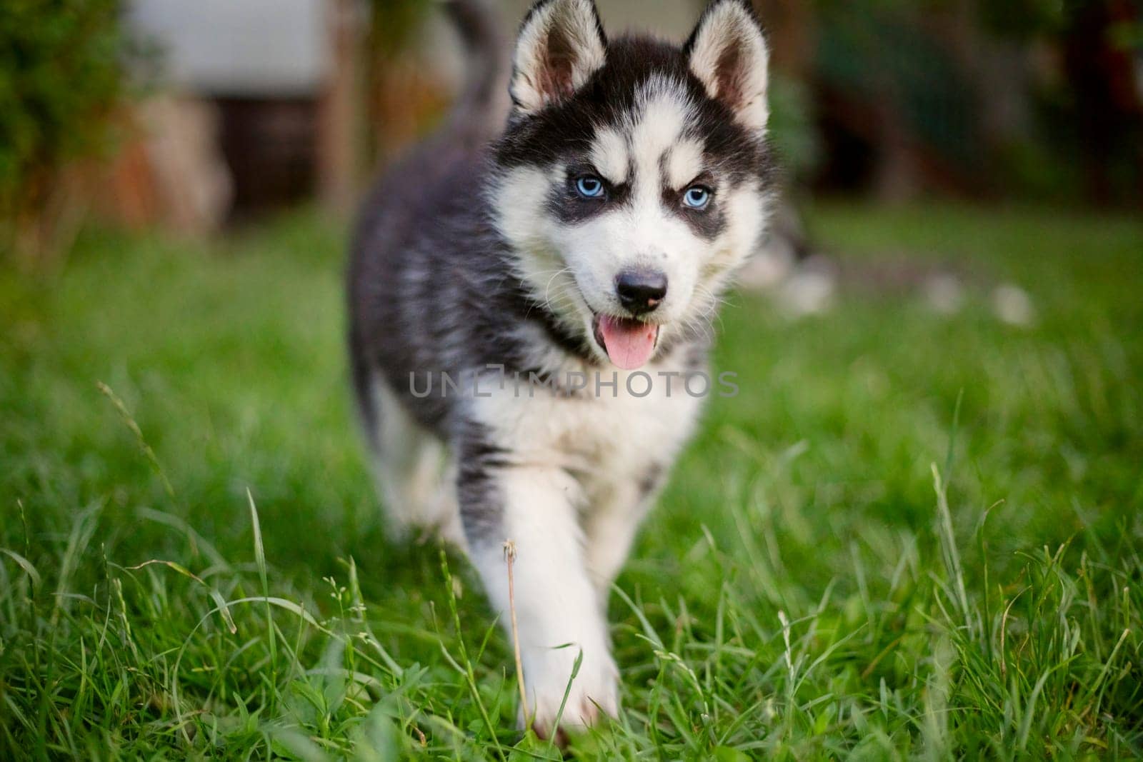 Siberian Husky puppy with blue eyes playing in green grass. Pet portrait for design and print.