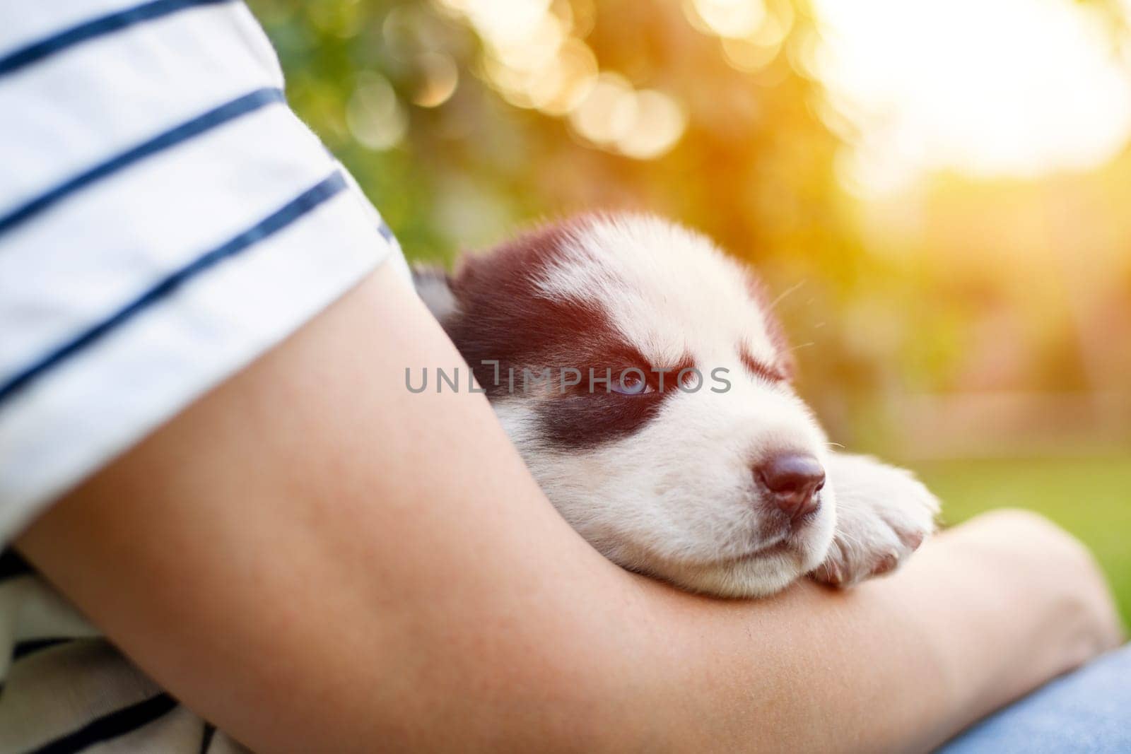 Cute sleepy puppy nestled in child's arms outdoors with blurry background. Soft focus on animal friendship and care in a warm setting.