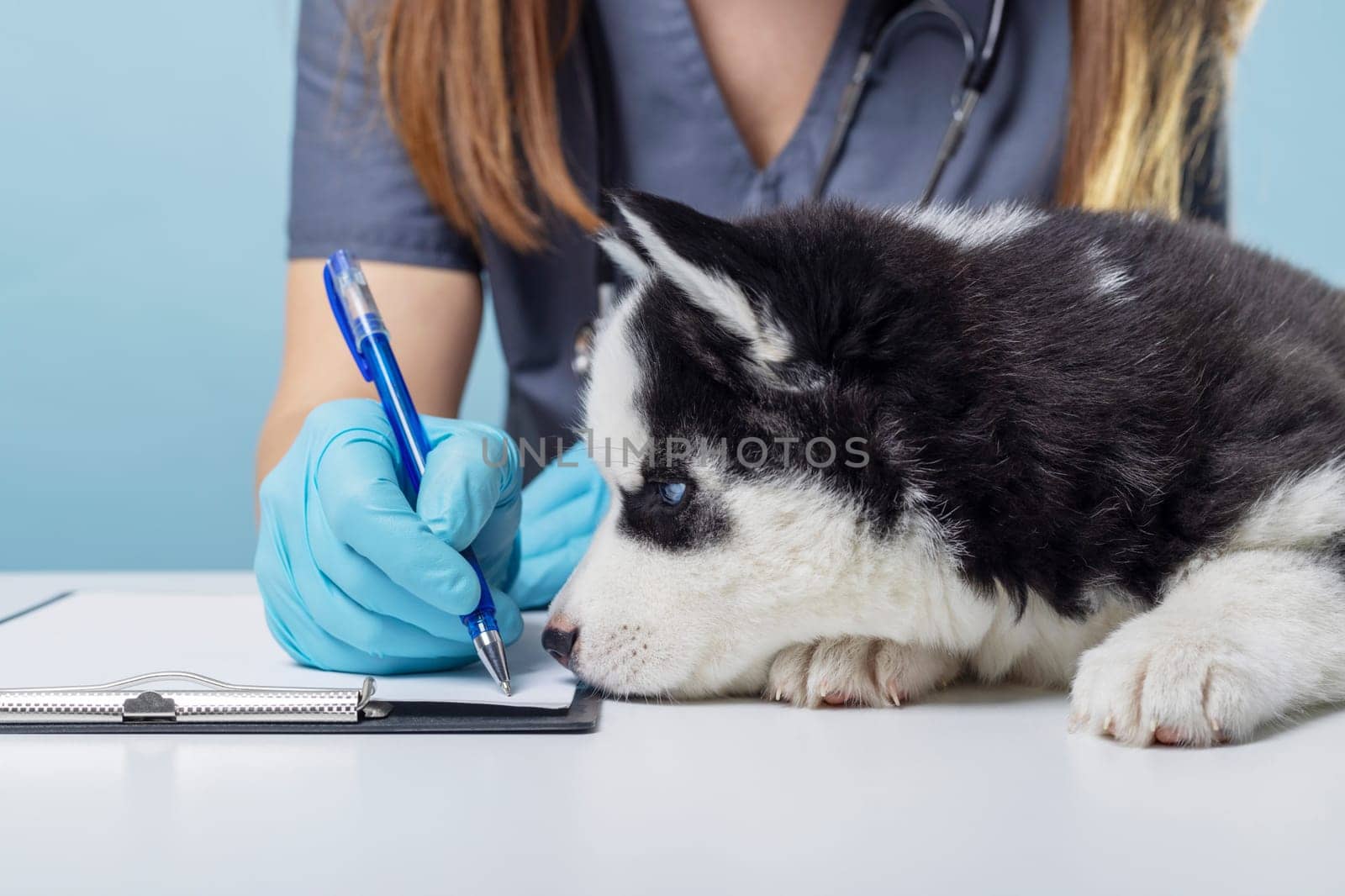 Siberian Husky assisting with writing on clipboard in a vet clinic. Animal healthcare and assistance concept.