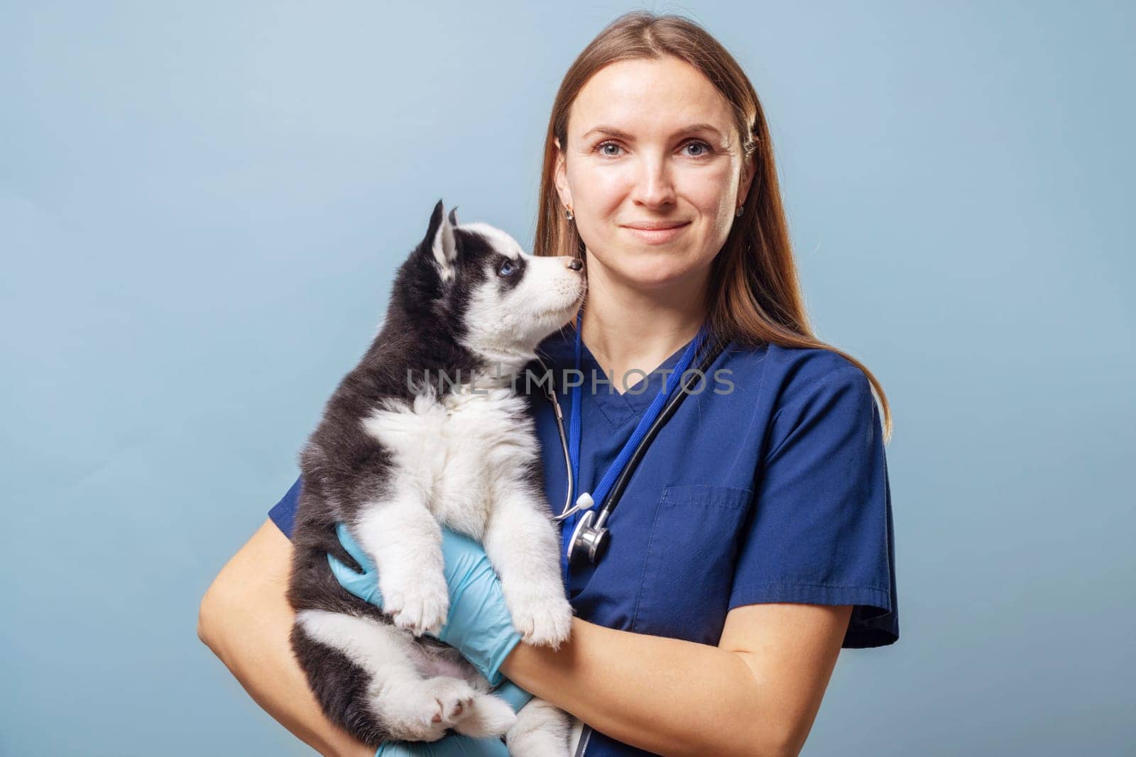 Veterinarian in blue scrubs holding a Siberian Husky puppy. Studio portrait with copy space.