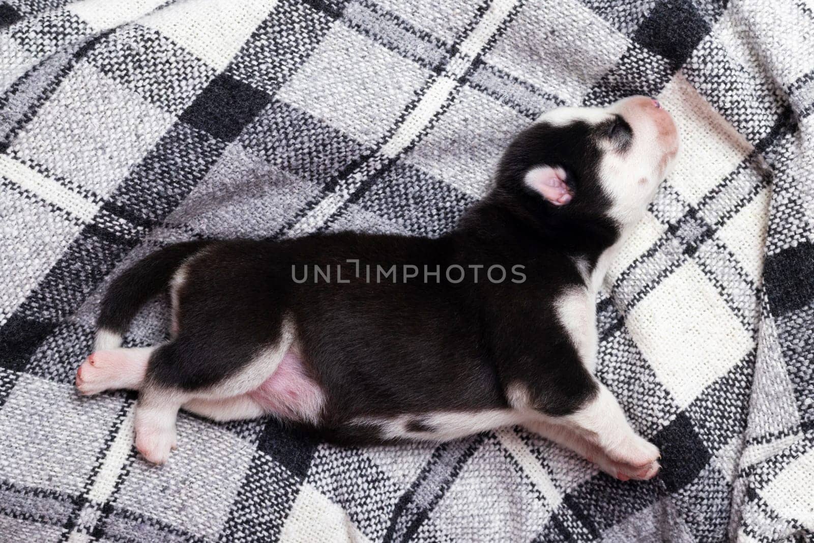 Black and white puppy sleeping on a checkered blanket.