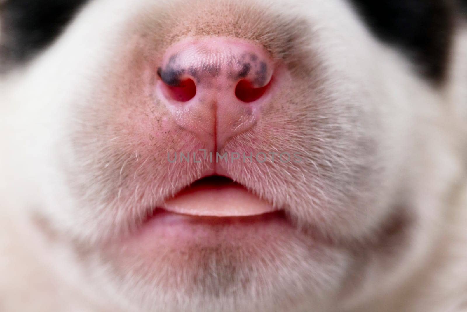 Close-up view of a dog's snout and open mouth. Macro shot with focus on details.