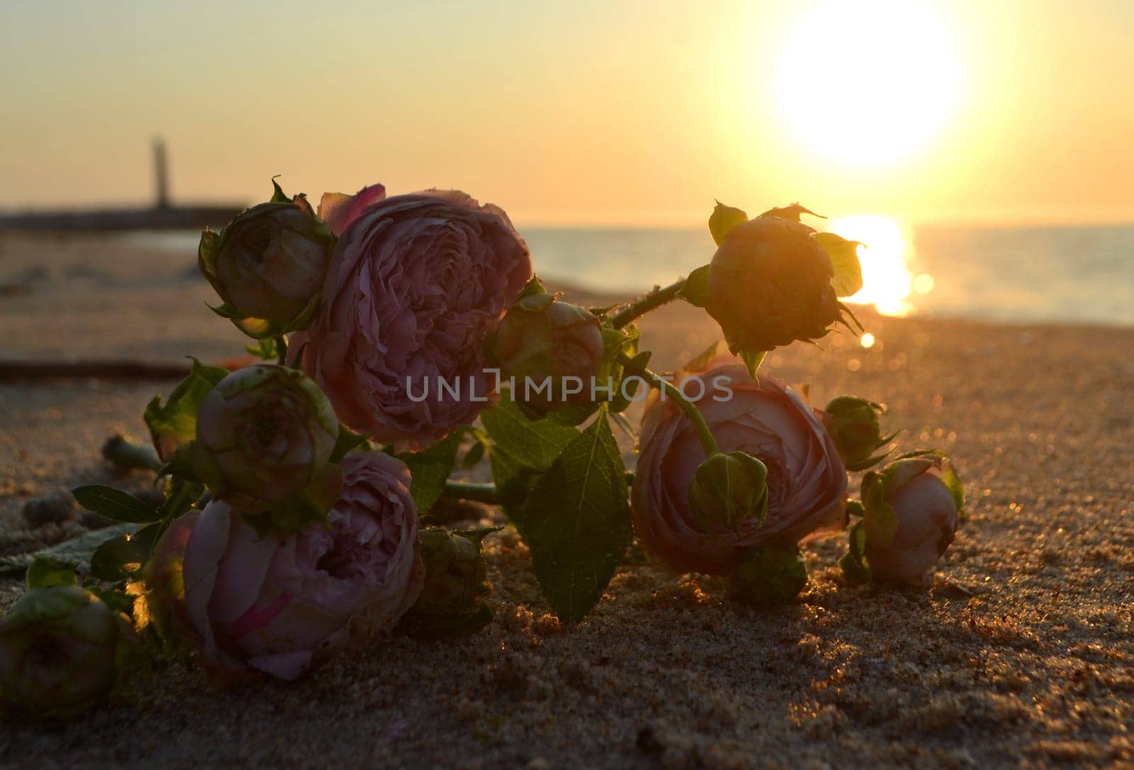 Rose flowers lying on sand of beach of sea shore coast at sunset dawn close-up. Blossoming blooming flowers of pink roses on sand of sea coast with setting rising sun. Romance mood romantic concept