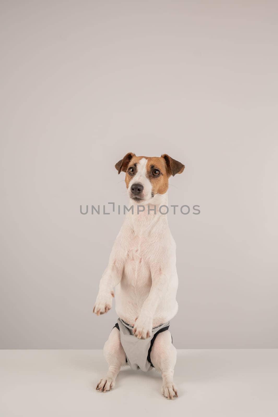 Cute Jack Russell Terrier dog wearing menstrual panties on a white background. Reusable diaper.Vertical photo. by mrwed54
