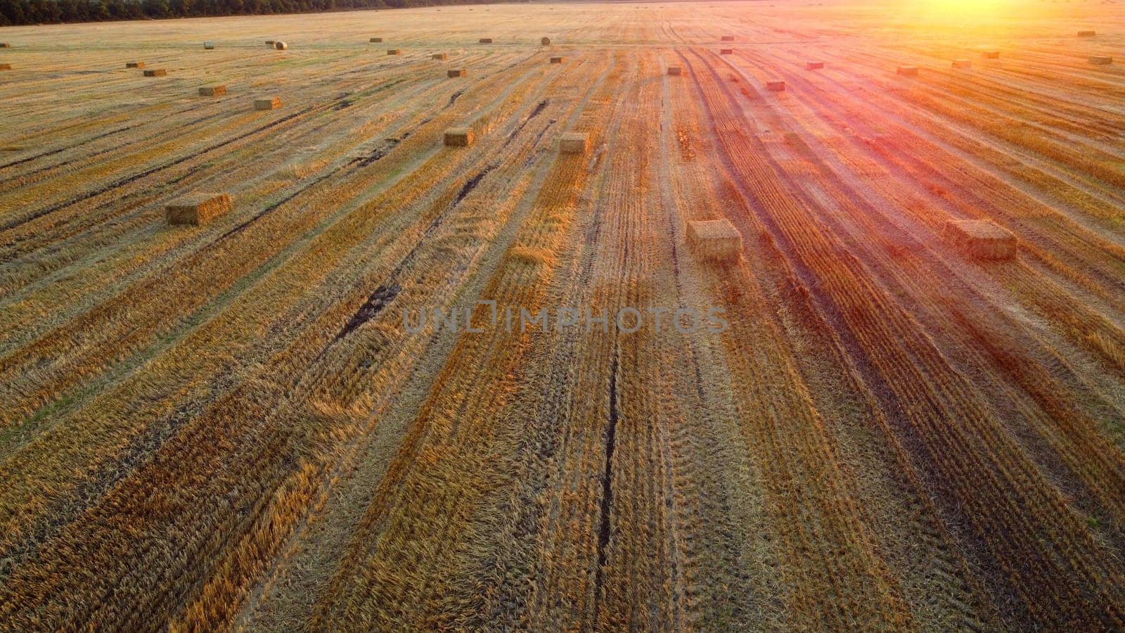 Square bales of pressed wheat straw lie on the field after the wheat harvest at sunset and dawn. Compressed straw bales on farm land after harvest. Agricultural farming industry. Agrarian industrial