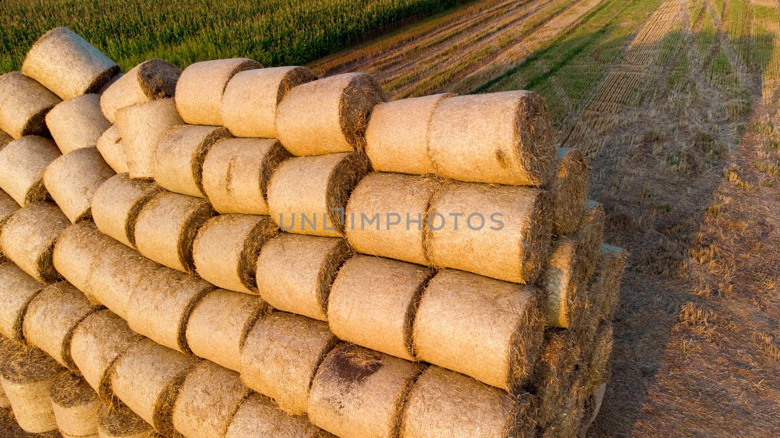 Many twisted dry wheat straw in roll bales on field during sunset sunrise. Large bales straw after harvest twisted into rolls on field. Rural sunny landscape, countryside scenery. Aerial drone view,