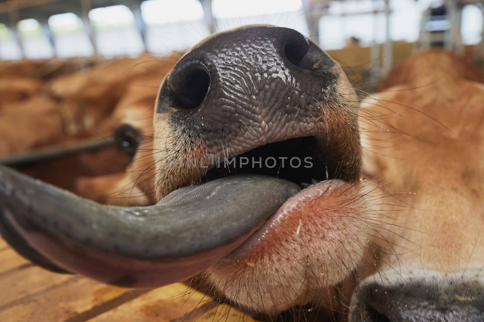 Cute curious Jersey cow on a farm in Denmark by Viktor_Osypenko