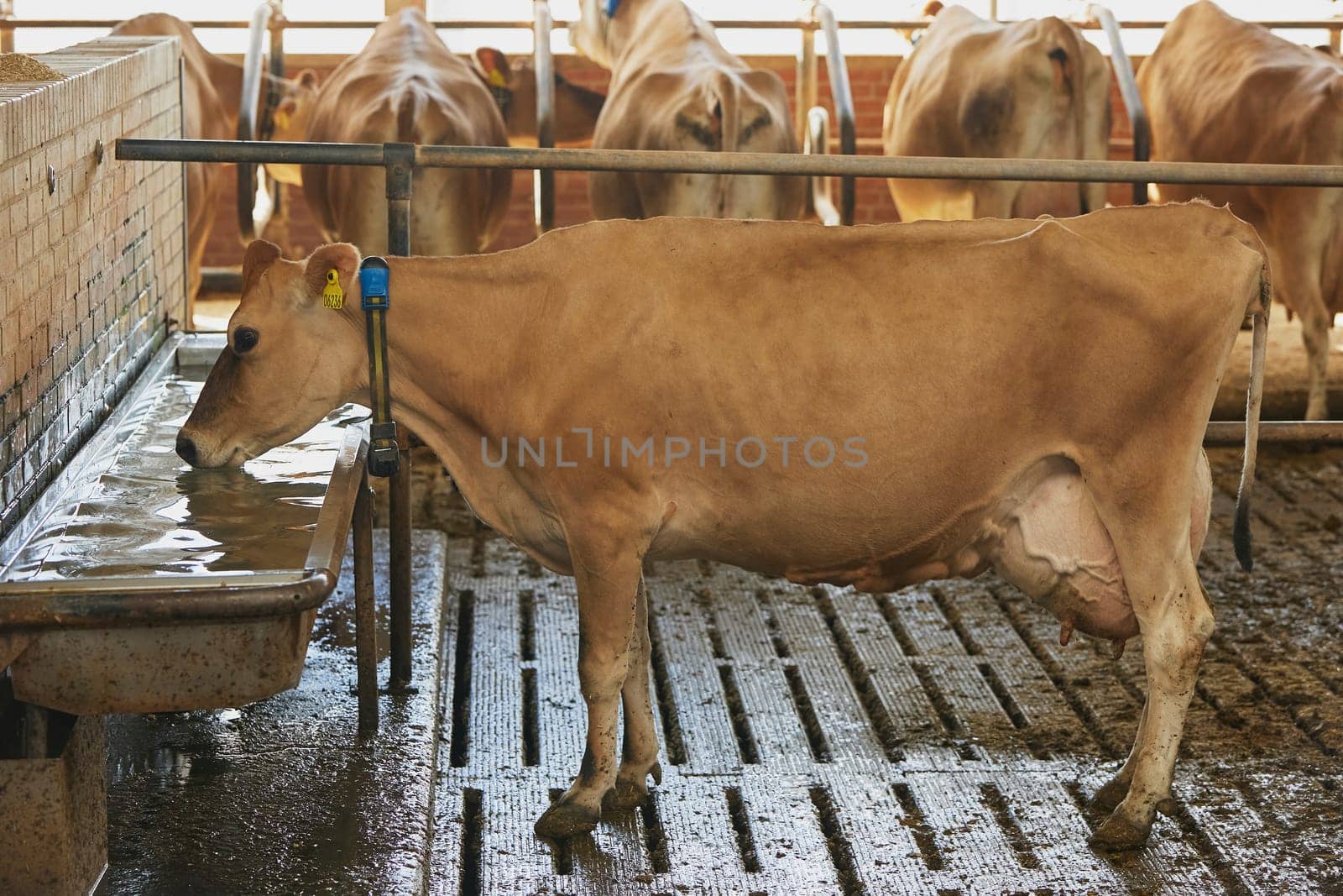 Jersey cow drinks water on a farm in Denmark by Viktor_Osypenko