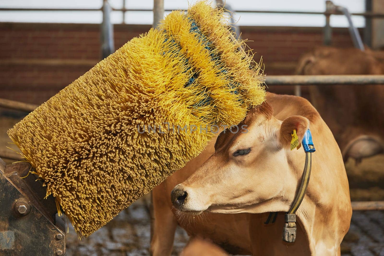 A funny Jersey cow scratches against a brush on a farm in Denmark by Viktor_Osypenko
