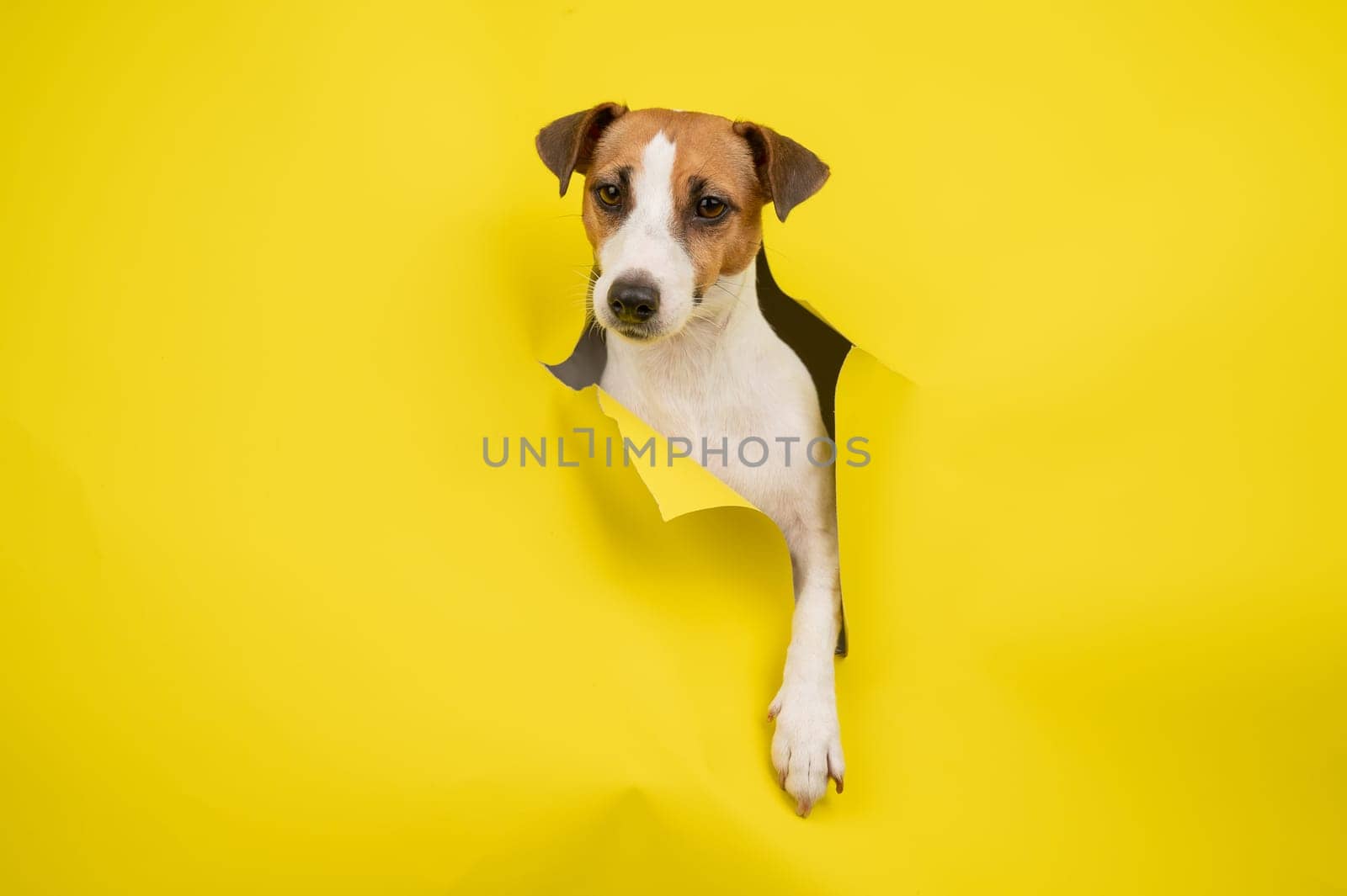 Cute Jack Russell Terrier dog tearing up yellow cardboard background. by mrwed54