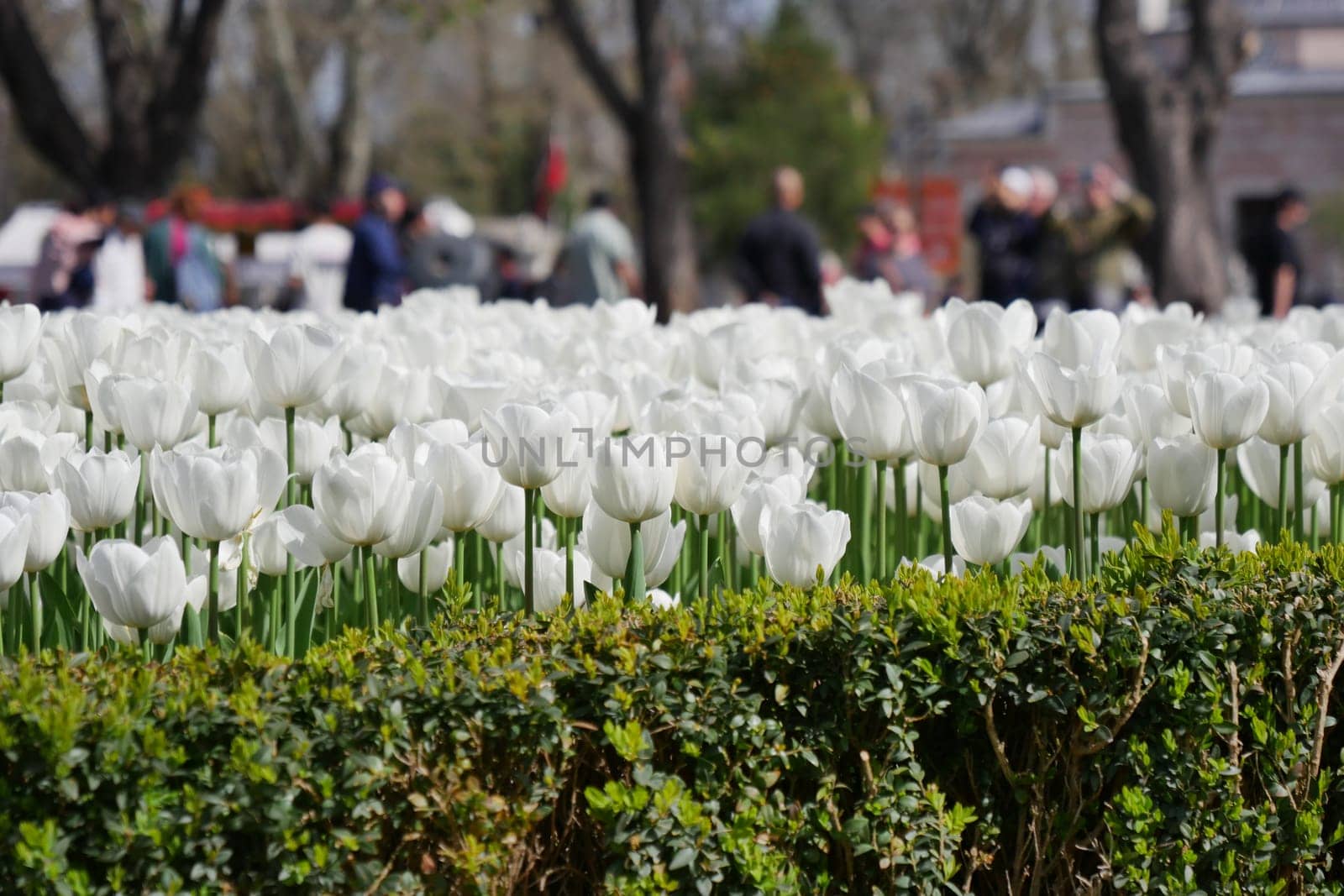 white tulips in a garden at popular tourist destination .