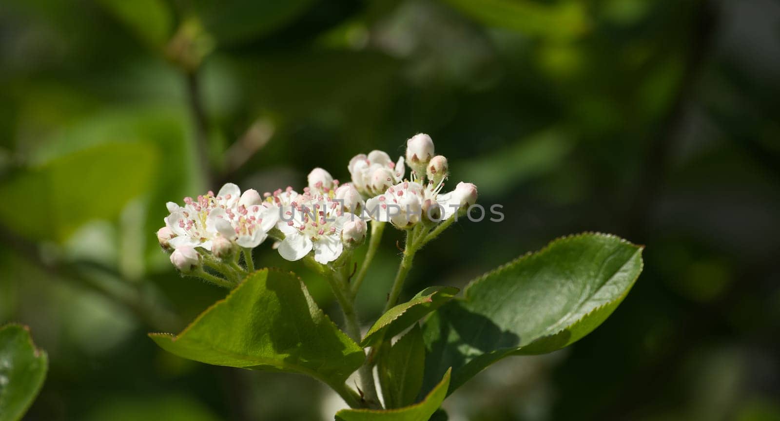 Blooming aronia melanocarpa in closeup. White flowers of black chokeberry, branch of a white flowering chokeberries in closeup