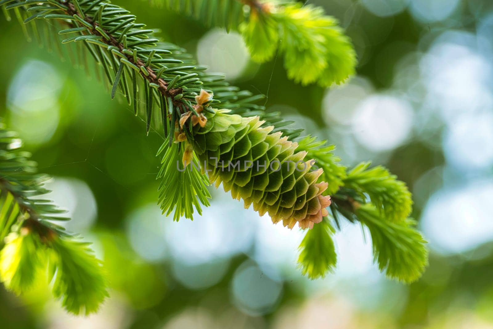 Close up of a green fir cone on a fir tree branch, young fir cone showing a green hue with hints of pink at its tips over blurred background with light spots