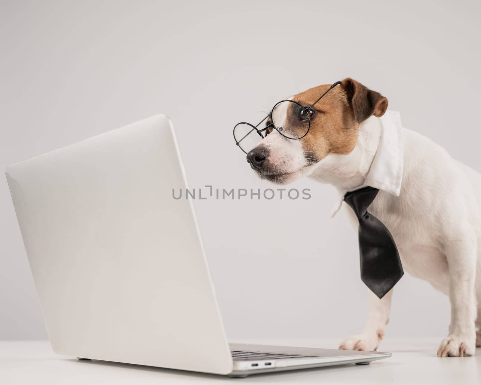 Jack Russell Terrier dog in a tie working on a laptop on a white background. by mrwed54