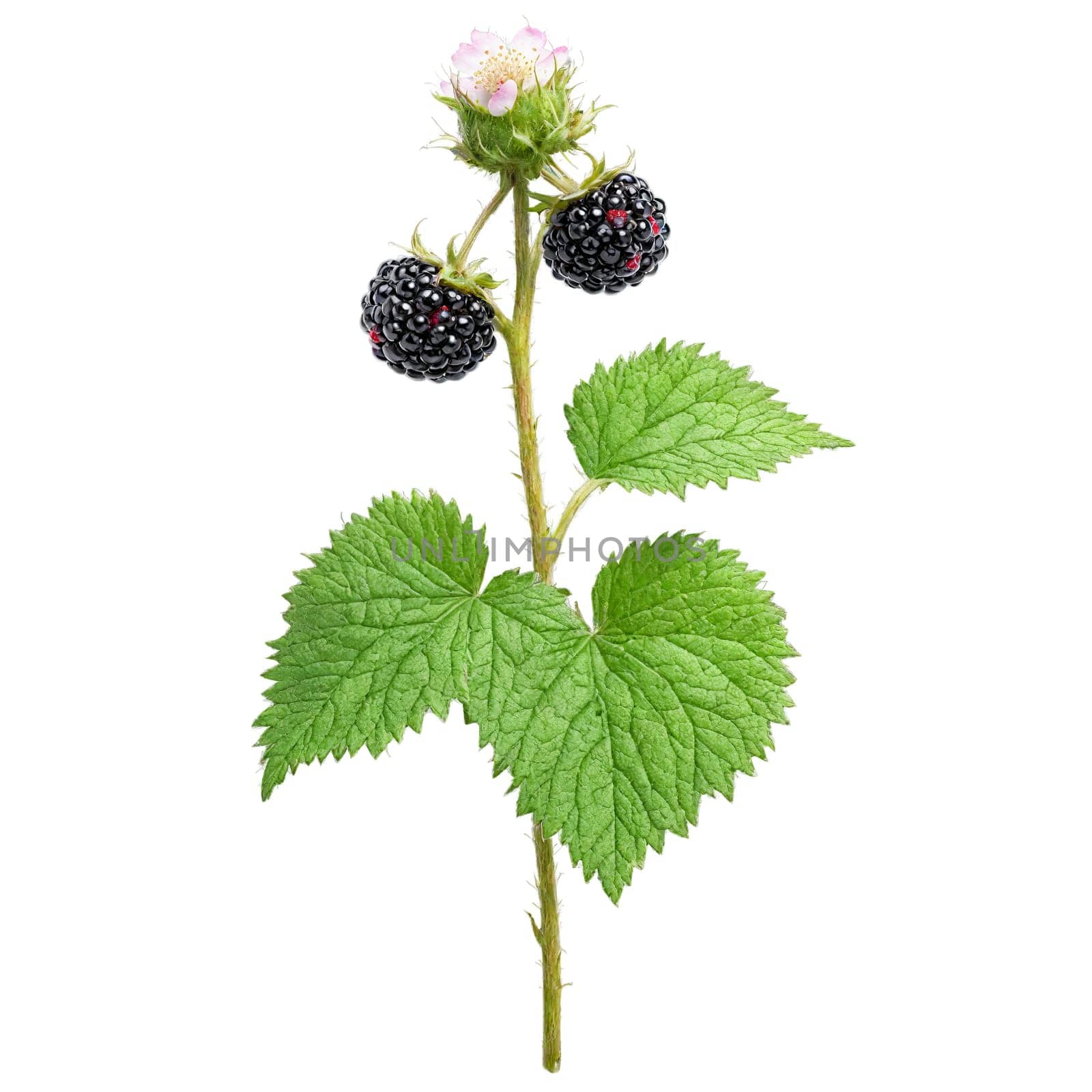 Dewberry Bush low growing shrub with prickly stems and compound leaves and black juicy fruits by panophotograph