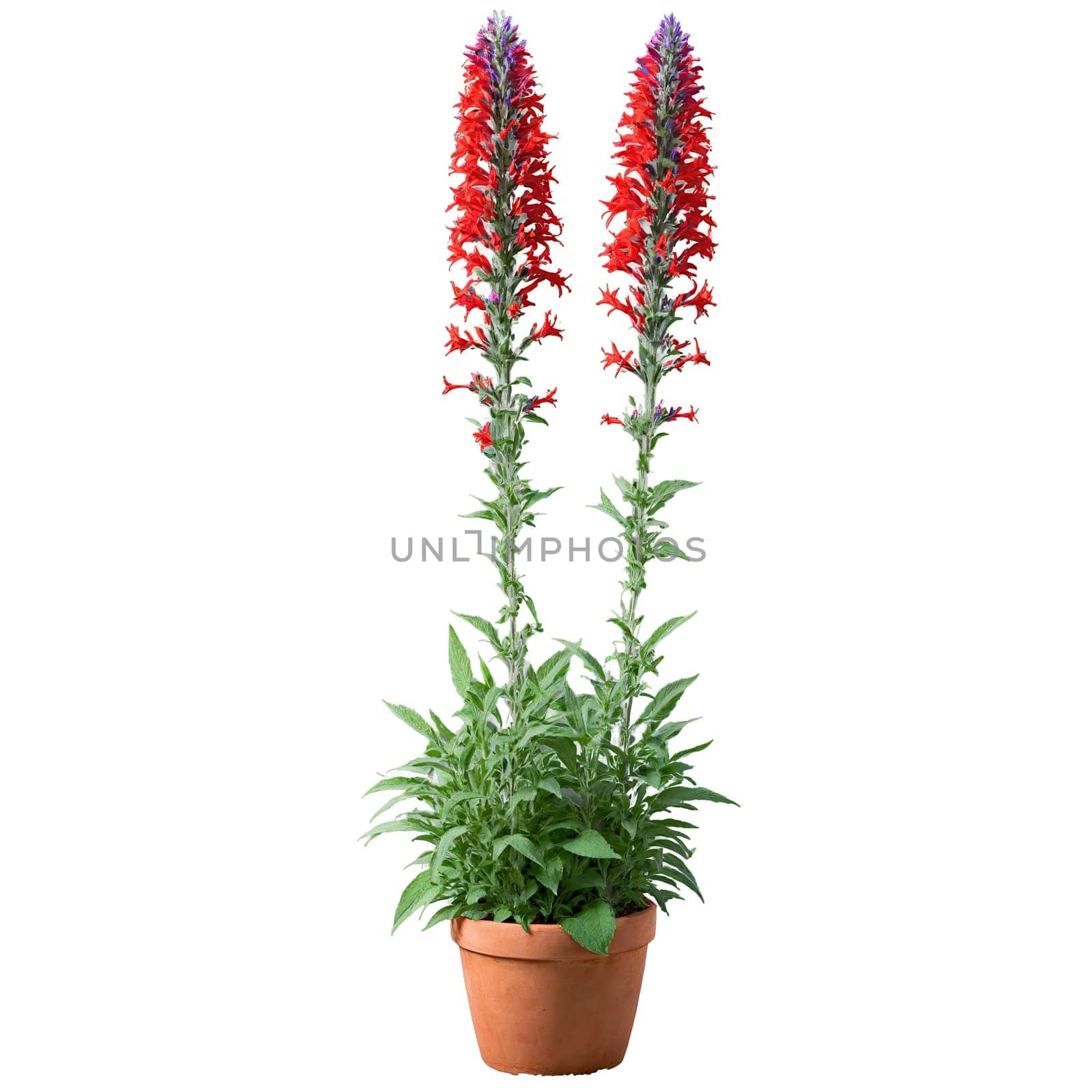 Salvia vibrant red tubular flowers on tall spikes in a terracotta pot with lush green by panophotograph