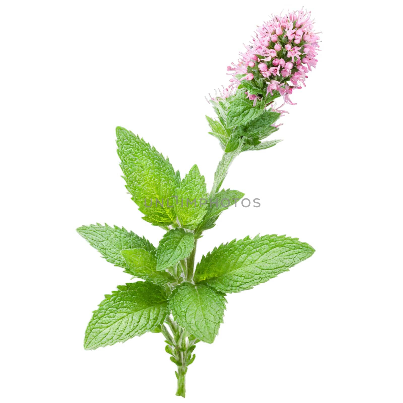 Spearmint Plant aromatic green leaves and spikes of small pink flowers Mentha spicata Final image by panophotograph
