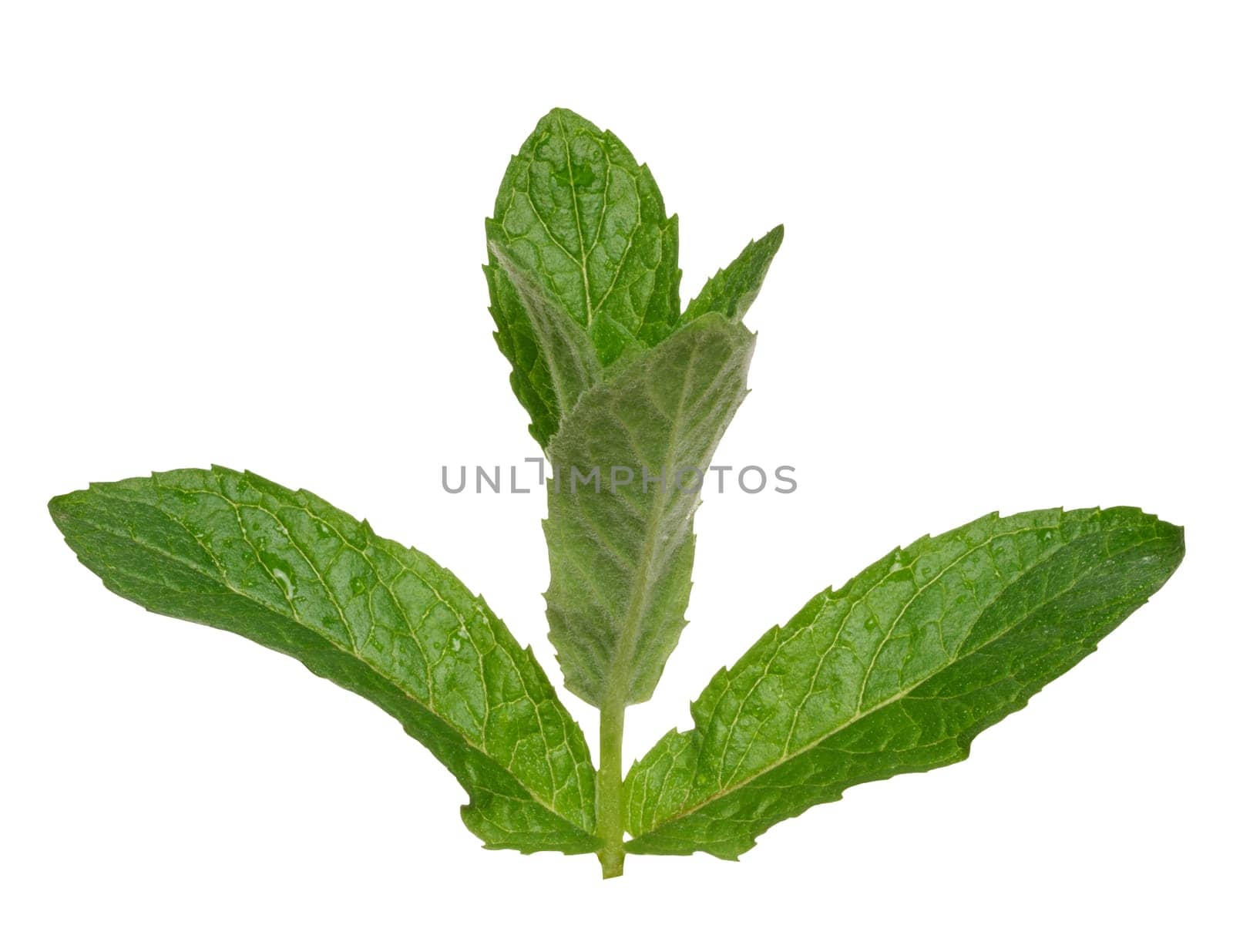 Green mint leaf on white isolated background, close up