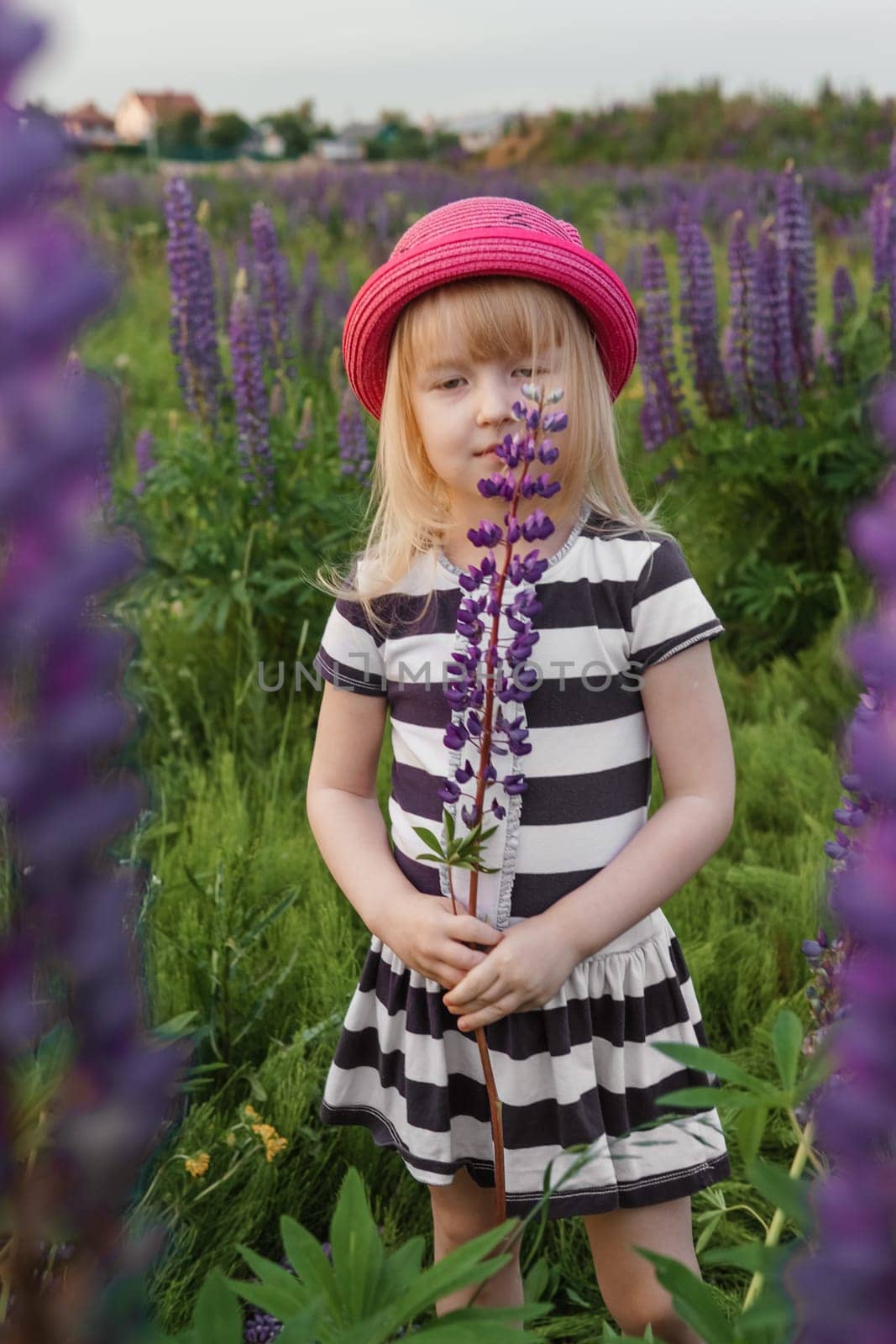 A blonde girl in a field with purple flowers. A little girl in a pink hat is picking flowers in a field. A field with lupines by Annu1tochka