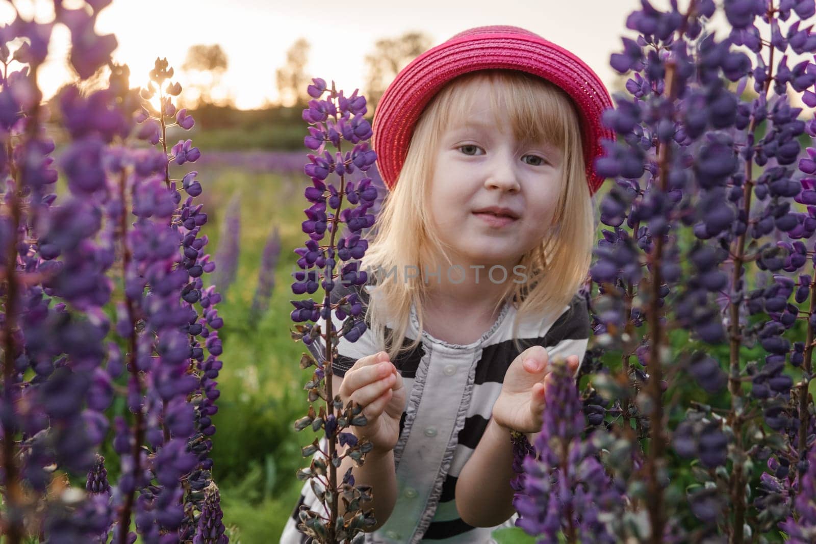 A blonde girl in a field with purple flowers. A little girl in a pink hat is picking flowers in a field. A field with lupines.