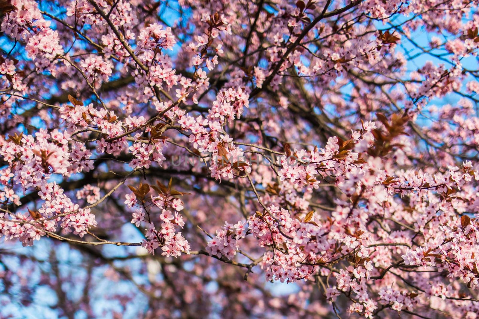 Selective focus of beautiful branches of pink Cherry blossom on the tree under blue sky, Beautiful Sakura flowers during spring season in the park, Nature floral background with copy space. Blooming and blossom by Satura86