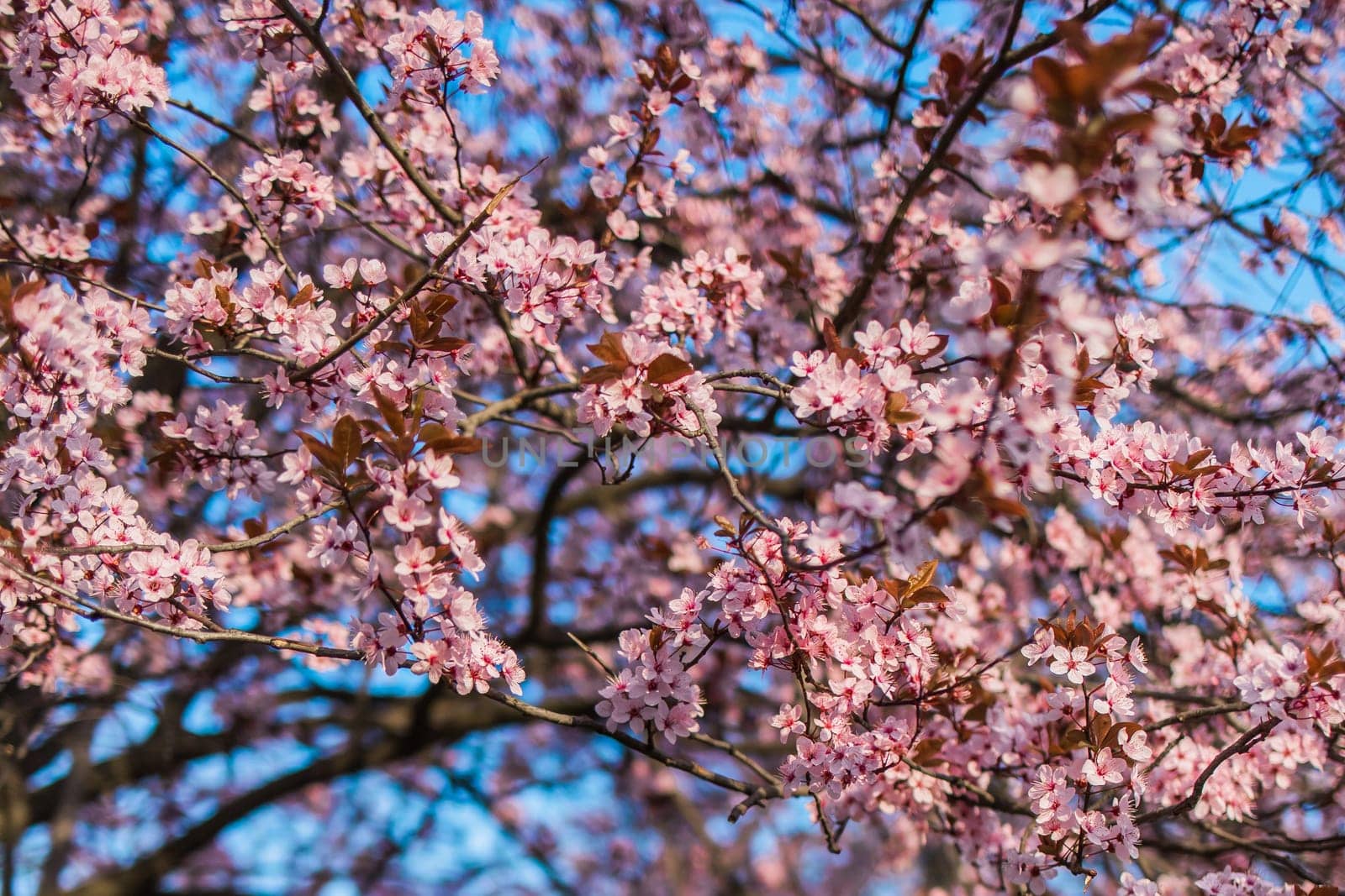 Selective focus of beautiful branches of pink Cherry blossom on the tree under blue sky, Beautiful Sakura flowers during spring season in the park, Nature floral background with copy space. Blooming and blossom.