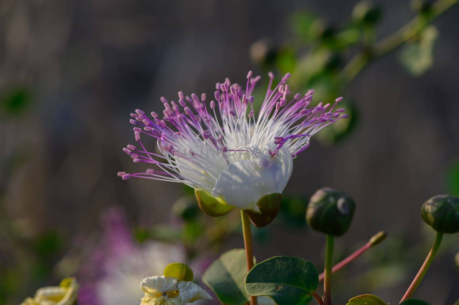 white flower of the caper with purple pistils