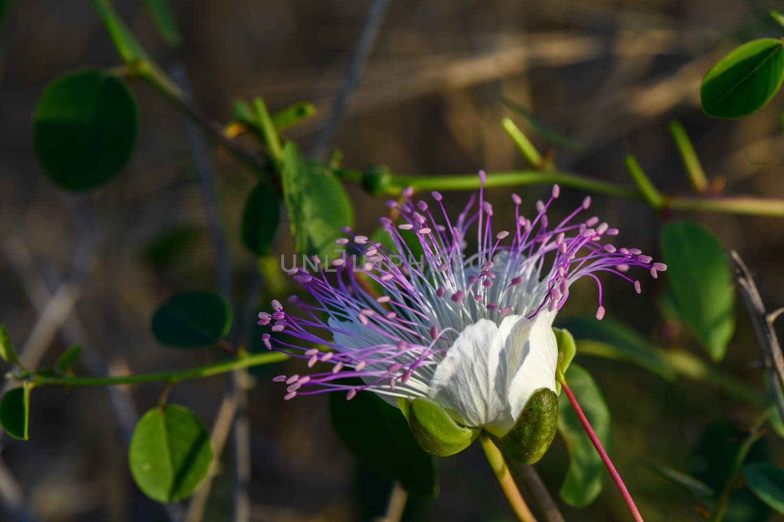 Capper flower with its leaf and buds as background.Selective focus 1 by Mixa74