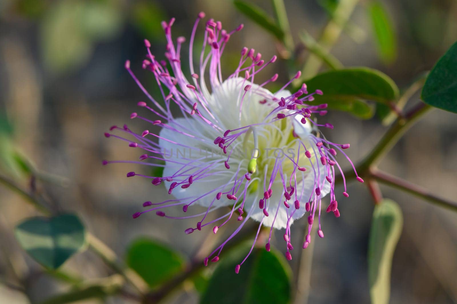 Capper flower with its leaf and buds as background.Selective focus by Mixa74