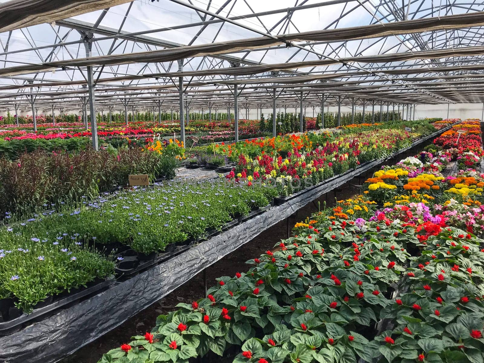 Greenhouse multicolor plants, flower nursery, France by FreeProd