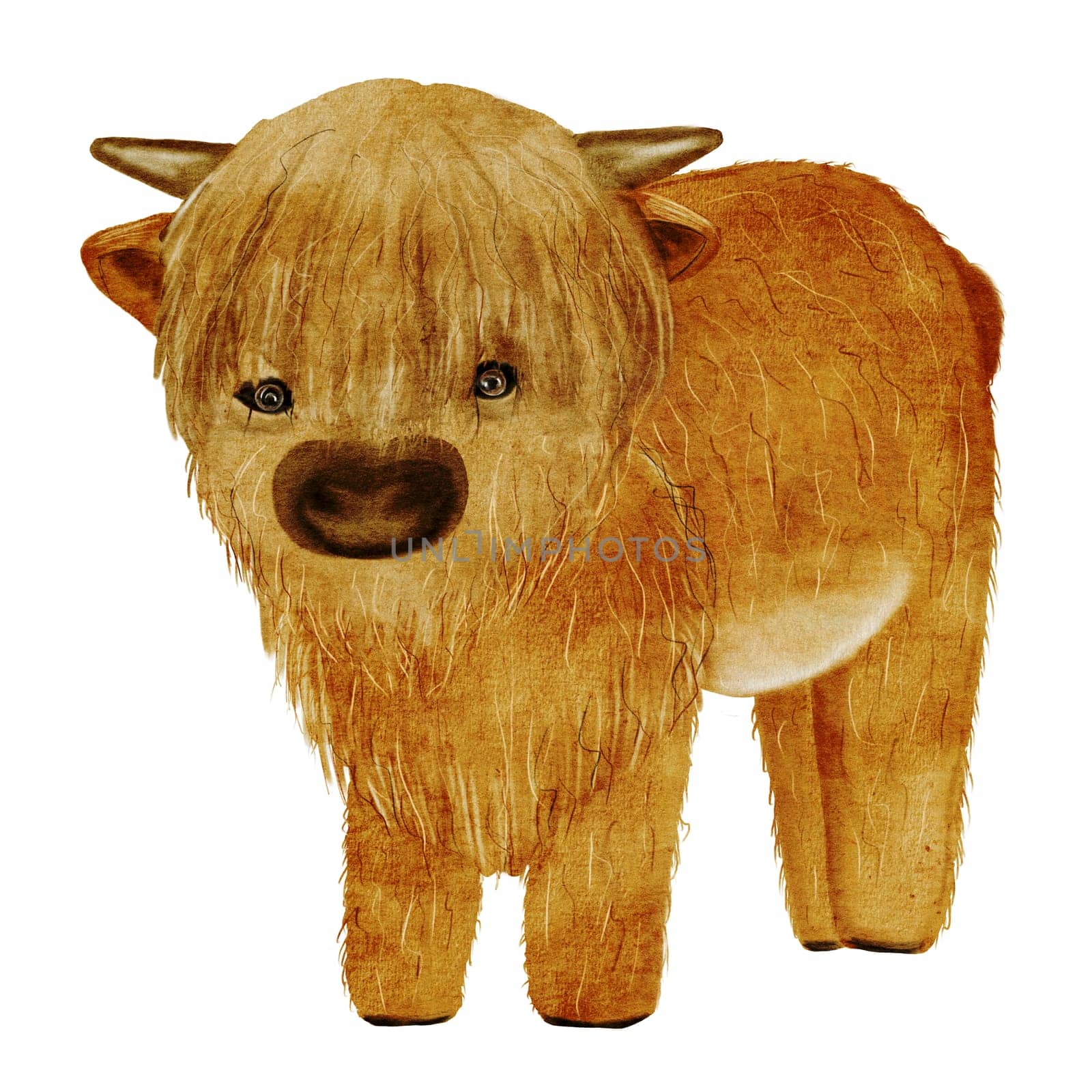 Bull watercolor illustration. Clipart isolated on white background of a baby cattle. Cute hand drawing with pet. For educational cards for children by TatyanaTrushcheleva