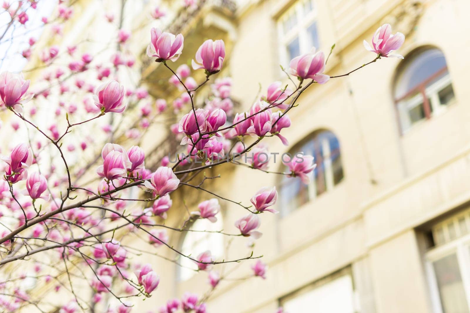 Blooming magnolia tree in springtime in city. Magnolia blossom in spring. Copy space and empty place for advertising by Satura86