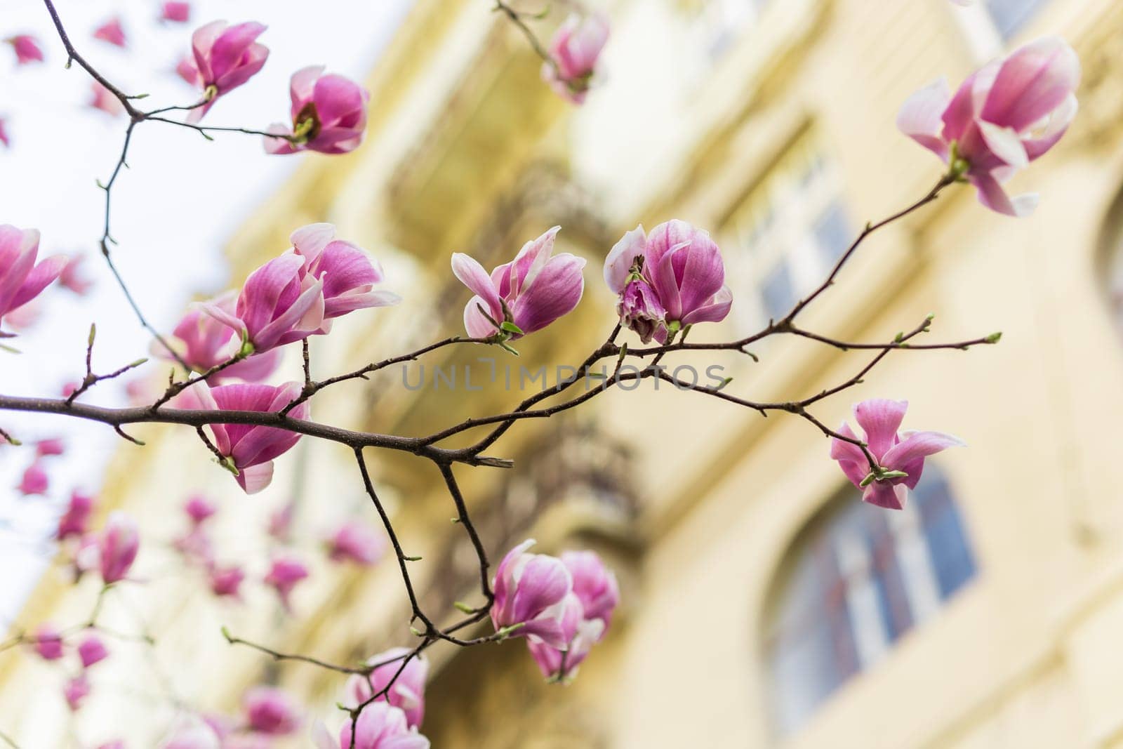 Blooming magnolia tree in springtime in city. Magnolia blossom in spring. Copy space and empty place for advertising by Satura86
