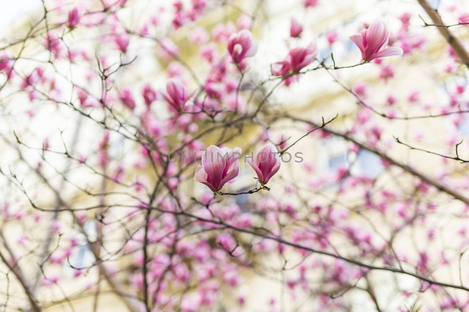 Blooming magnolia tree in springtime in city. Magnolia blossom in spring. Copy space and empty place for advertising.