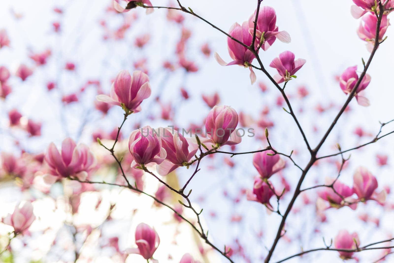 Blooming magnolia tree in springtime in city. Magnolia blossom in spring. Copy space and empty place for advertising.