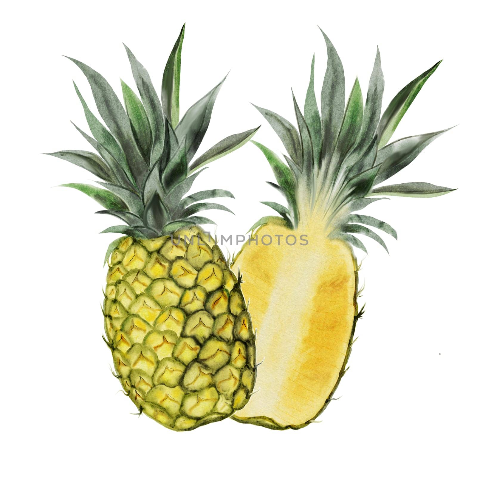 Pineapple watercolor composition. Tropical fruit on isolated white background. Exotic food illustration for menu design, tags and cosmetics packaging by TatyanaTrushcheleva