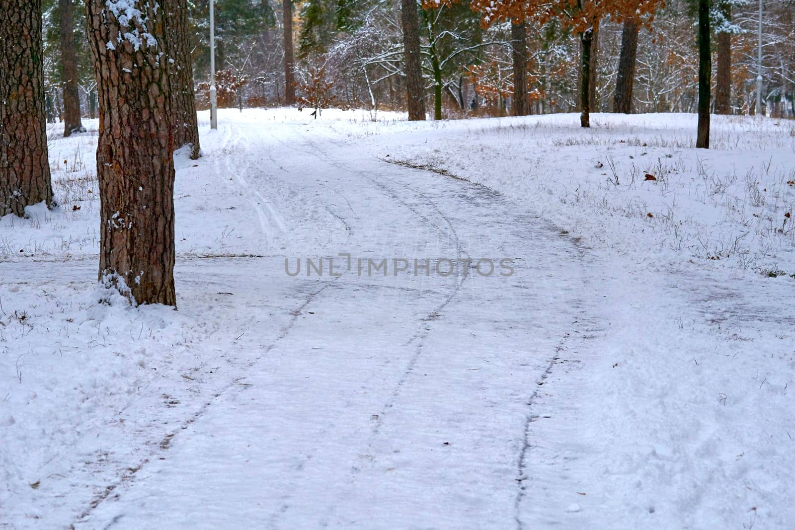 Winter quiet alley for healthy walks in a forest park among pines by jovani68