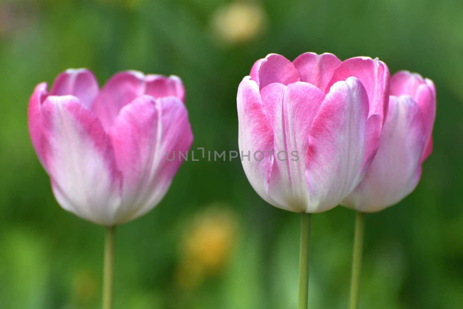 Tulip Innuendo - white and pink variety of tulips by olgavolodina