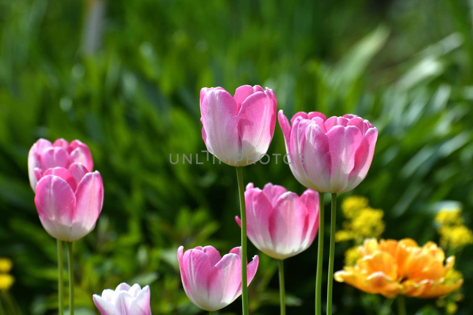 Tulip Innuendo - white and pink variety of a tulips