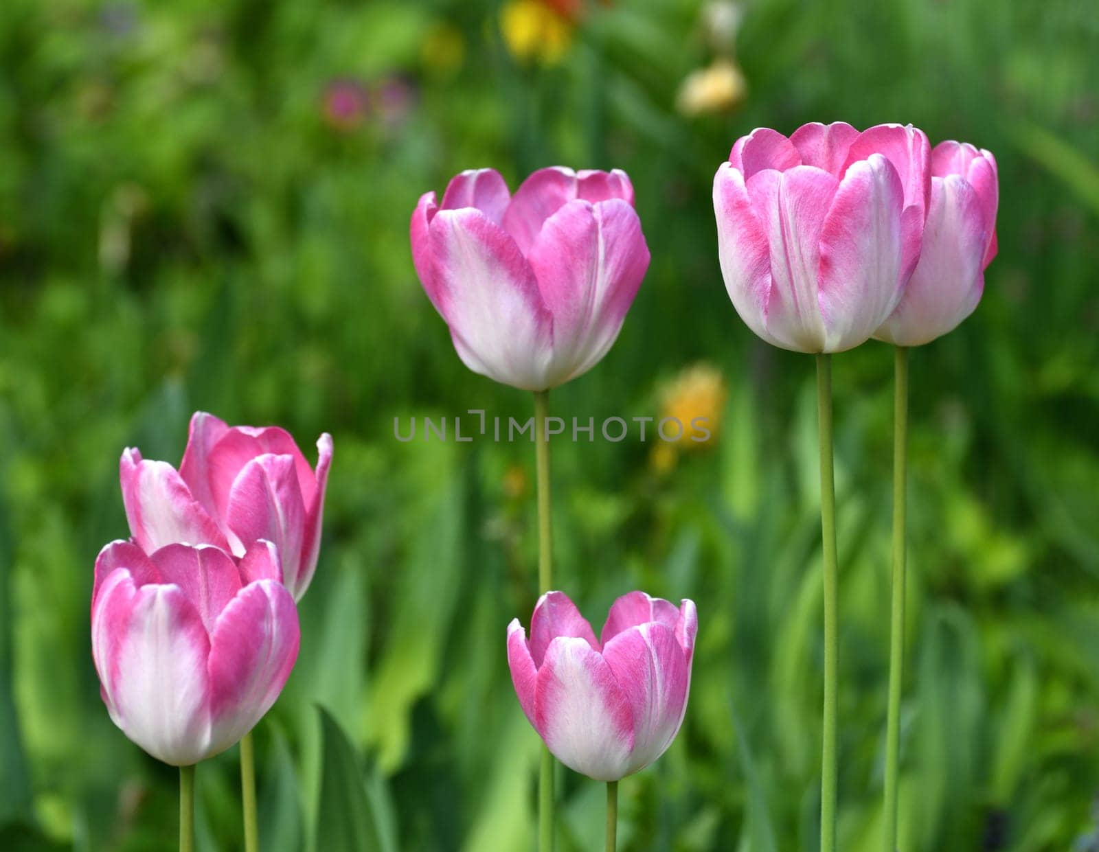Tulip Innuendo - white and pink variety of tulips by olgavolodina
