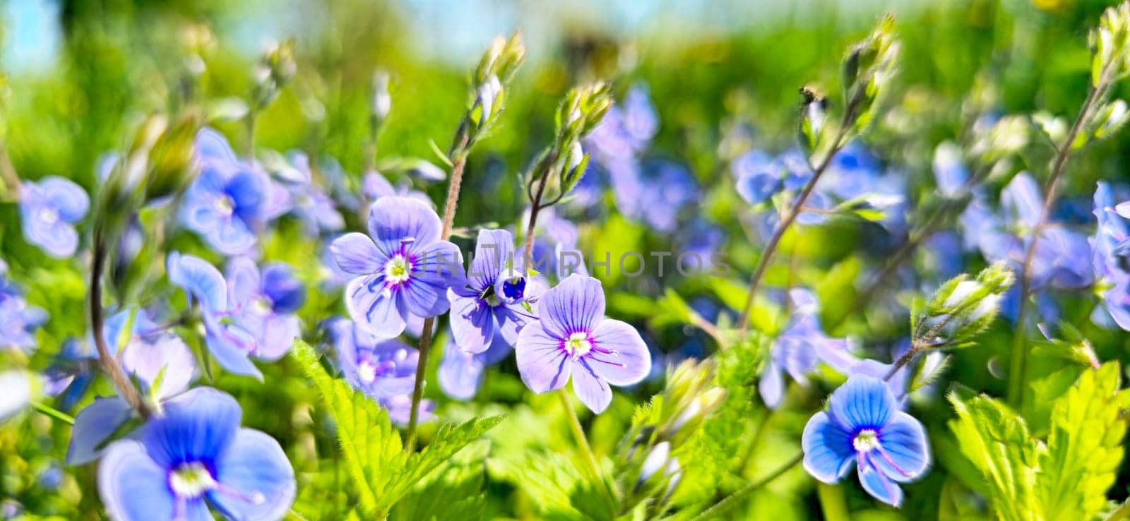 blue delicate flowers among fresh grass, spring and summer