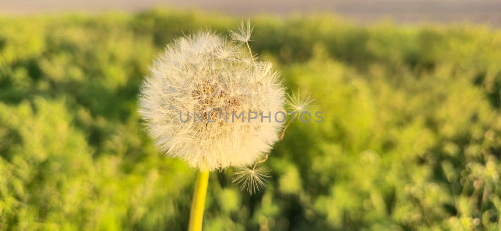 fluffy dandelion in the sunset raysspring and summer