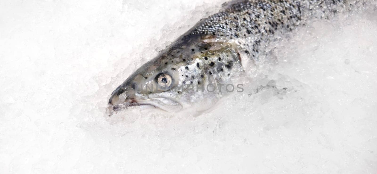 fresh salmon lies in ice on the counter, fish