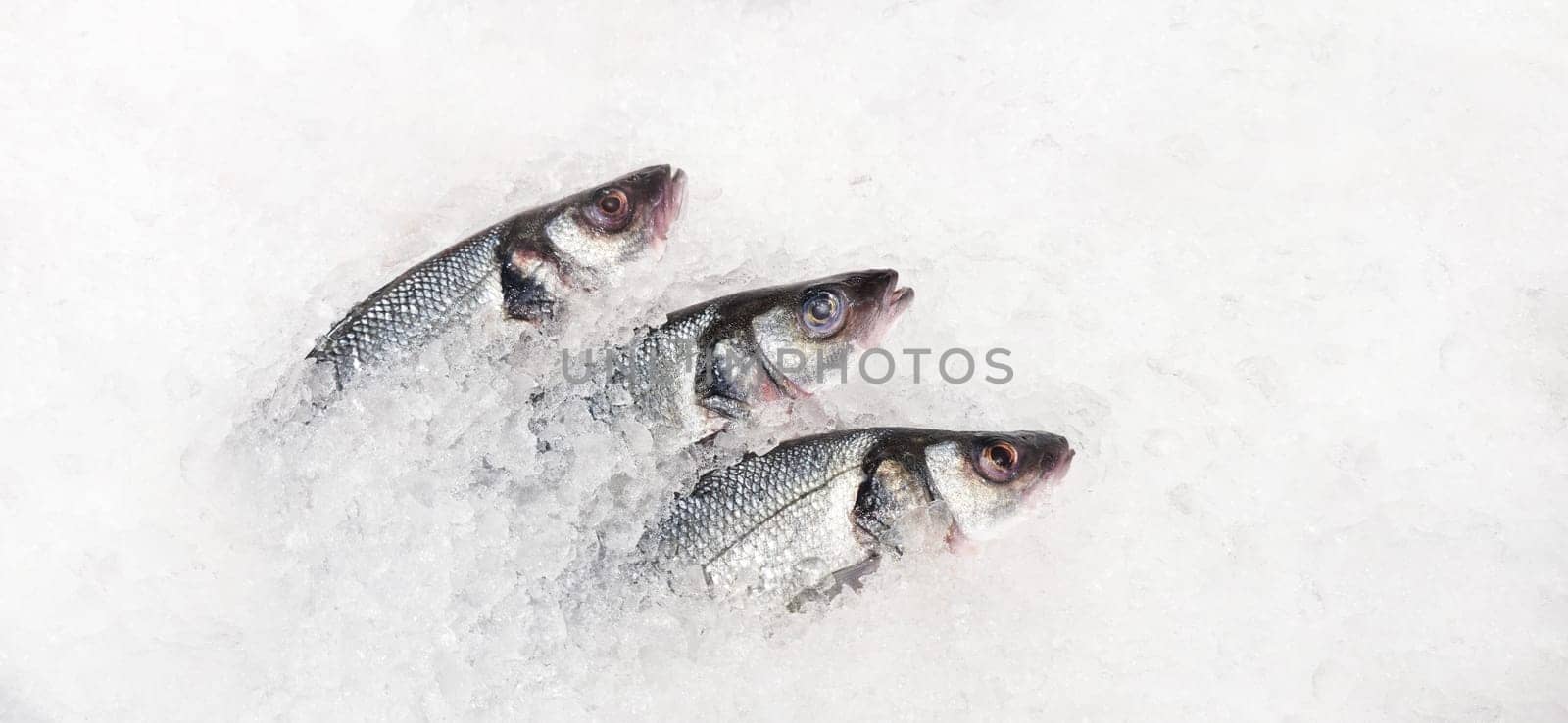 fresh sea bass lies in ice on the counter, fish
