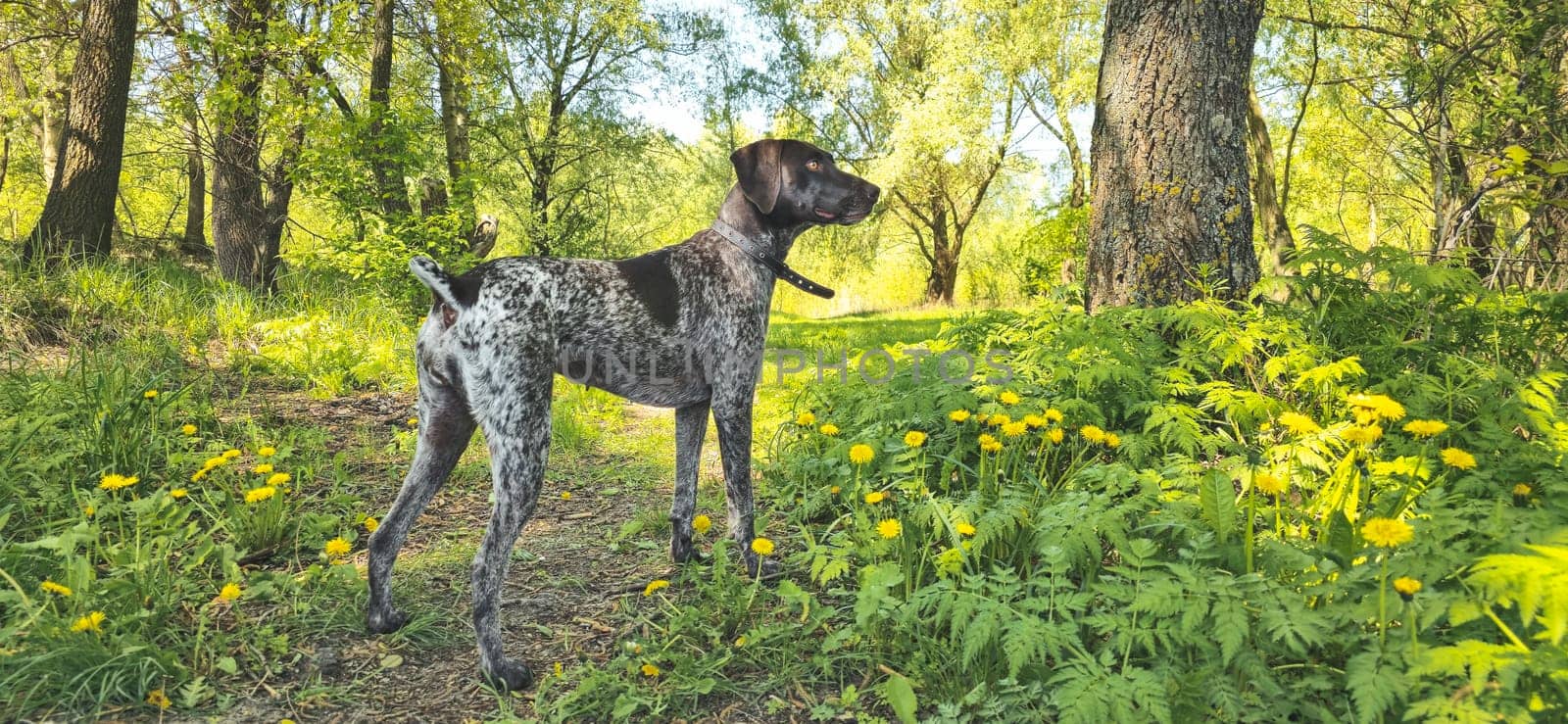 hunting dog among spring greenery, spring and summer
